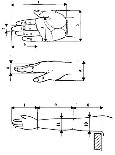 Základní rozměry horní končetiny - ruky